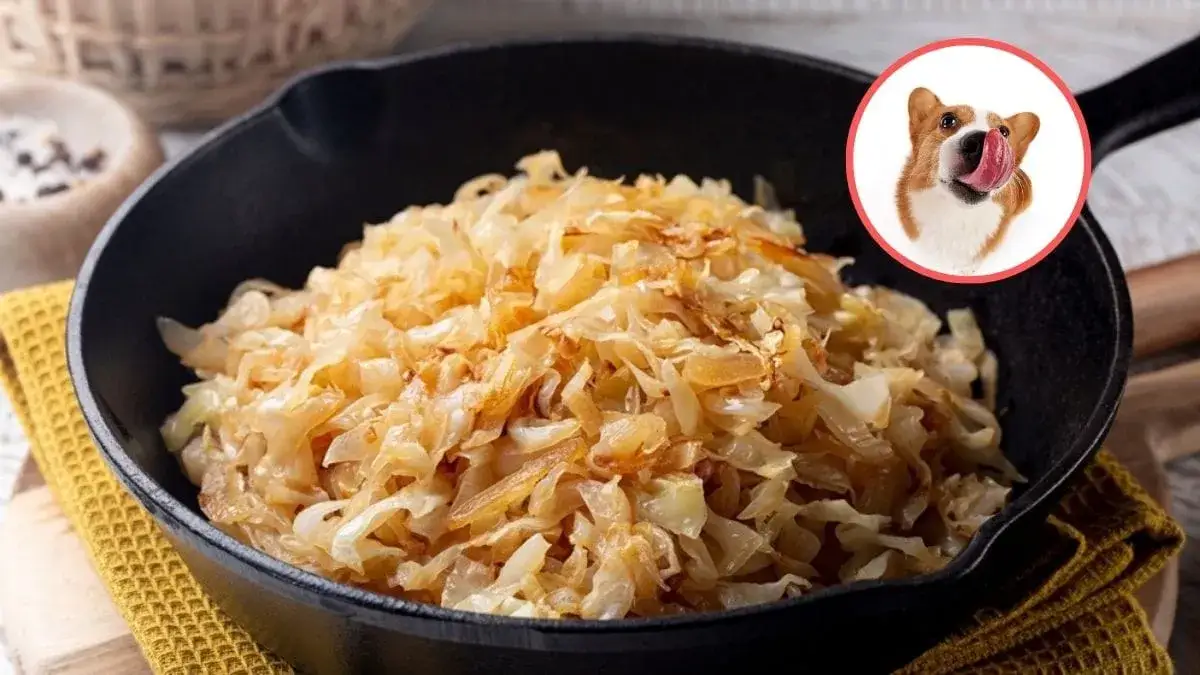 Zdjęcie Czy pies może jeść kapustę kiszoną? Dieta dla psa