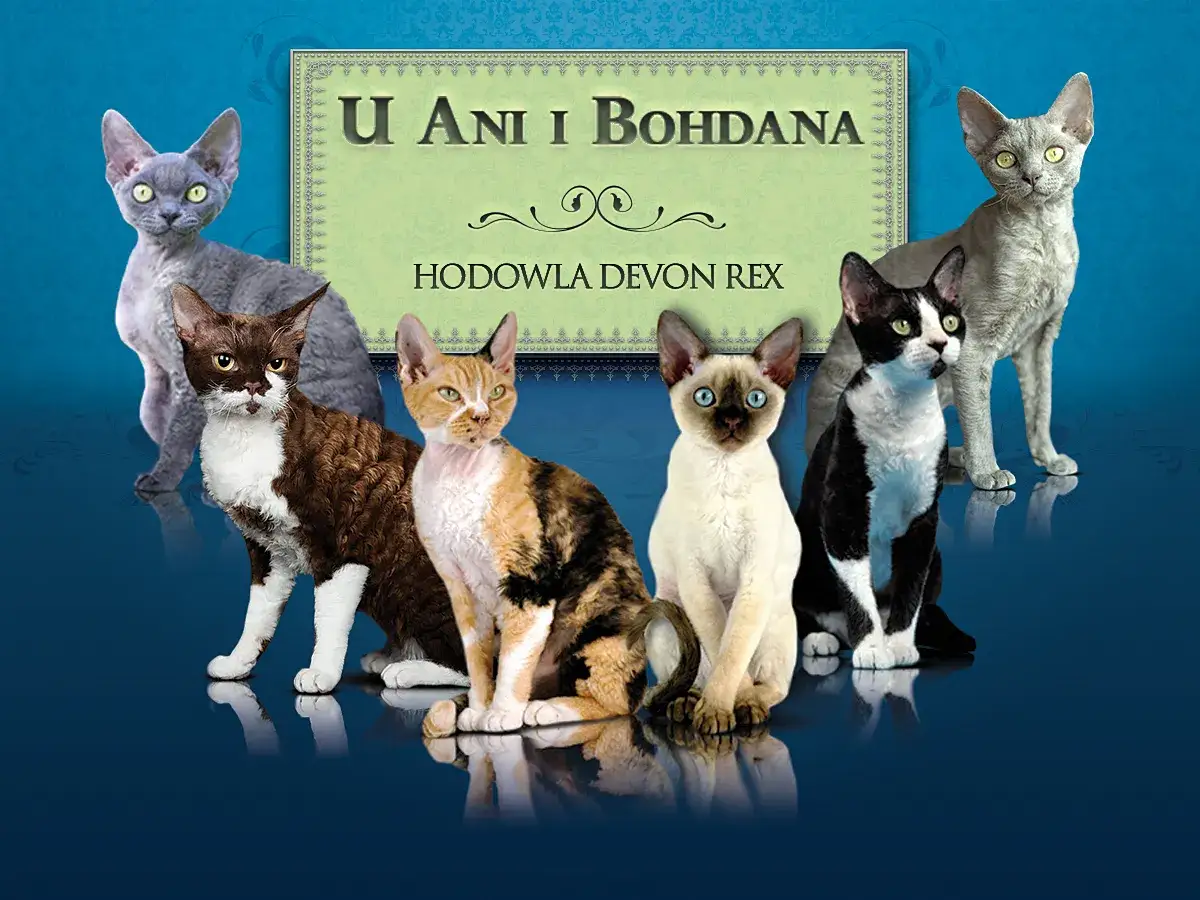Zdjęcie Hodowla Devon Rex w Mazowieckiem - znajdź idealnego kociaka