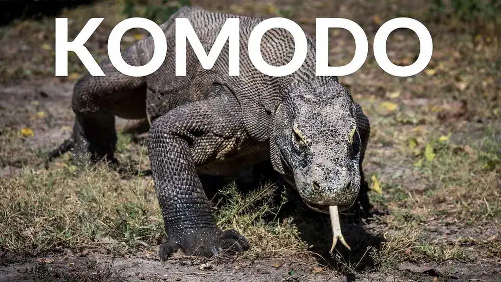 Zdjęcie Jak bezpiecznie spotkać smoki na wyspie Komodo? Rady odważnych