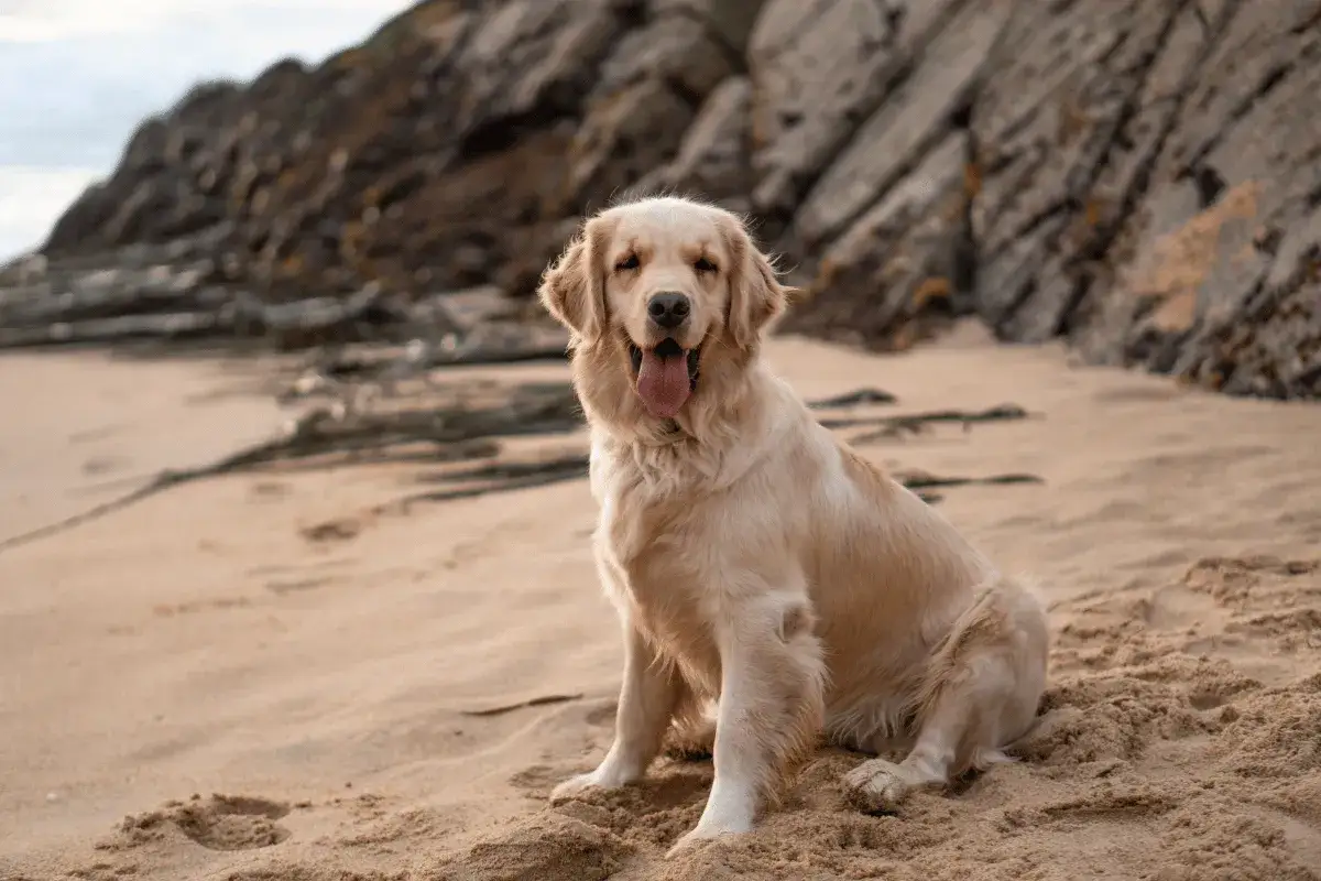 Zdjęcie Jaką karmę dla golden retrievera wybrać, aby uniknąć problemów zdrowotnych?