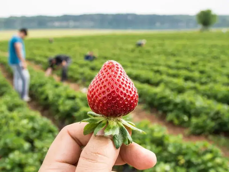 Zdjęcie Ile można zarobić na zbiorach za granicą? Zaskakujące stawki pracy