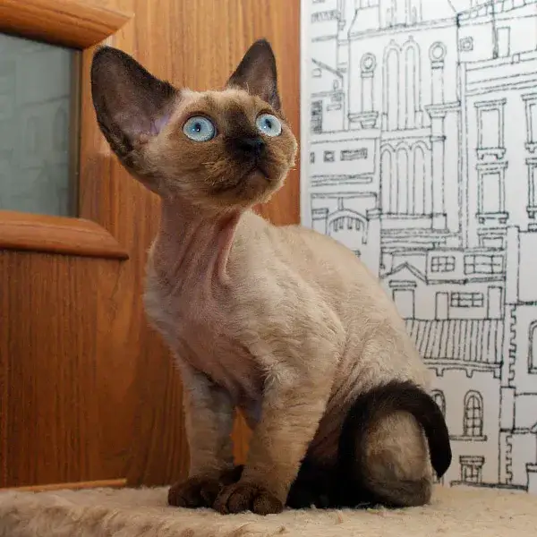 Zdjęcie Adopcja kotów Devon Rex: jak uniknąć kosztownych błędów?