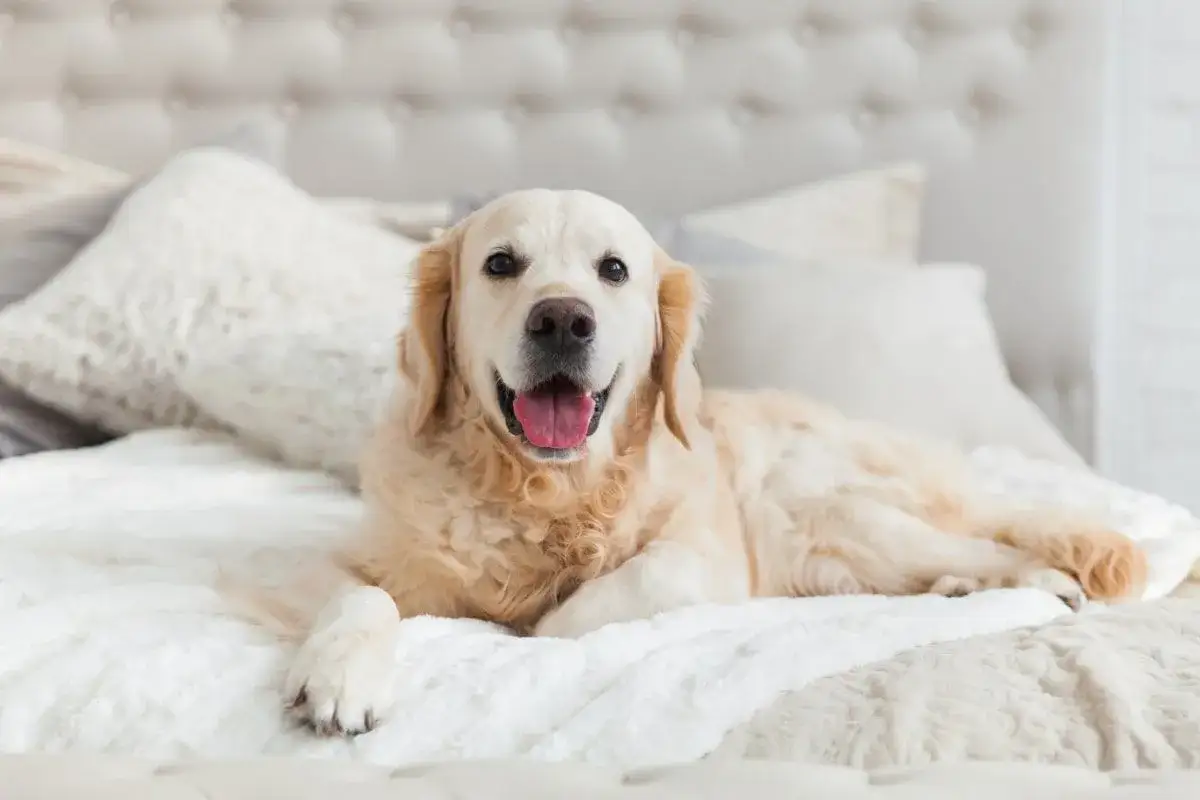 Zdjęcie Czy golden retriever nadaje się do bloku? Oto, co musisz wiedzieć
