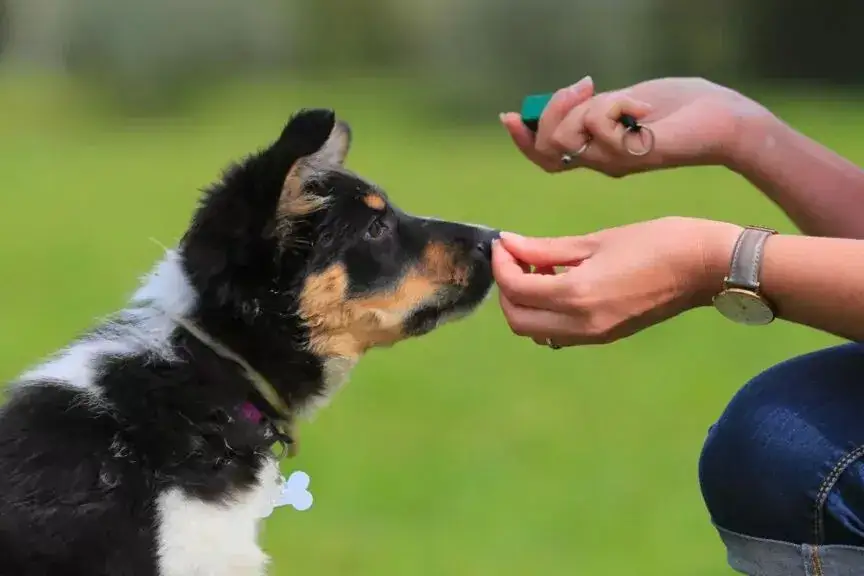 Zdjęcie Ile kosztuje behawiorysta dla psa? Sprawdź ceny i porady przed wizytą