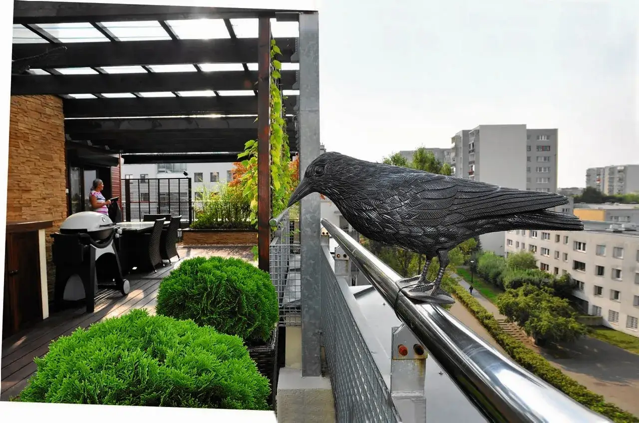 Zdjęcie Skuteczne sposoby na gołębie na balkon – pozbądź się ich raz na zawsze