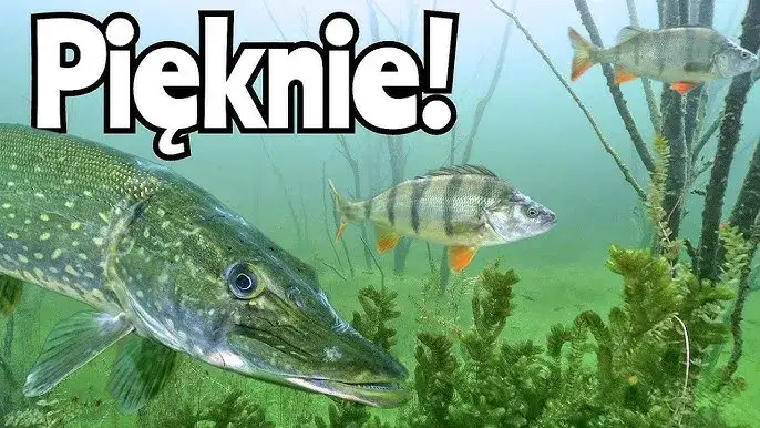 Zdjęcie Jezioro Głodowskie: Idealne miejsce na wędkowanie i relaks
