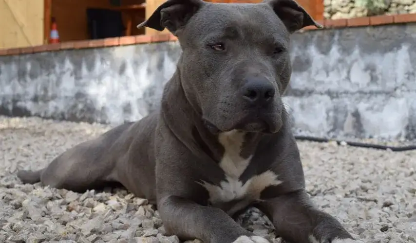 Zdjęcie Amstaff ma sierść czy włosy? Poznaj prawdę o pielęgnacji tej rasy