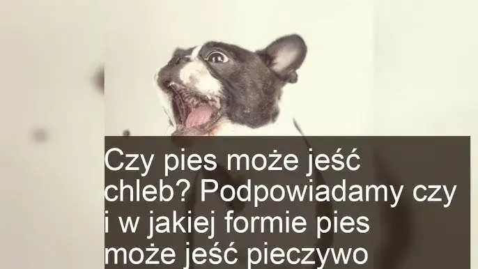 Zdjęcie Czy pies może jeść chleb z masłem? Zagrożenia i alternatywy