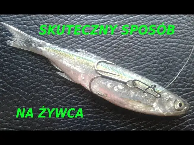 Zdjęcie Jak założyć żywca na haczyk i zwiększyć szanse na udany połów