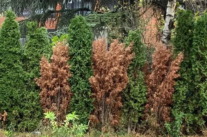 Zdjęcie Jak uratować przesuszone tuje i przywrócić im zdrowie