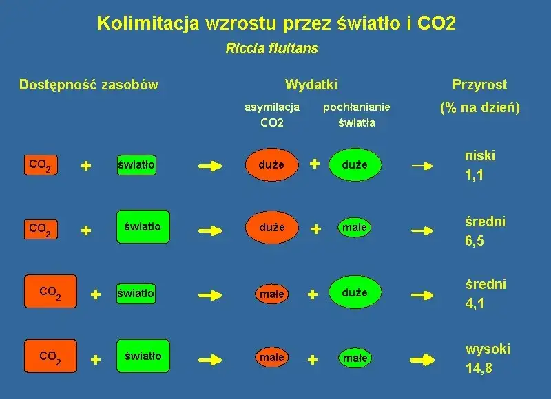 Zdjęcie Czy warto wprowadzać CO2 w akwarium? Odkryj kluczowe korzyści
