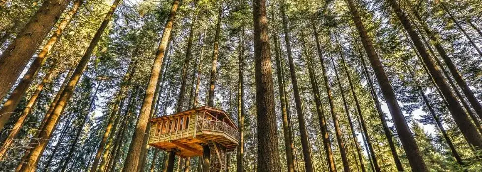 Zdjęcie La Montaña Mágica: cabañas en los árboles para tu escapada soñada