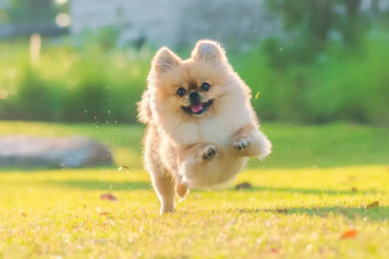 Zdjęcie Kiedy pomeranian zmienia sierść? Odkryj kluczowe etapy linienia