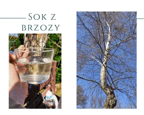 Zdjęcie Sok z brzozy: korzyści zdrowotne, zastosowania i przeciwwskazania, które musisz znać