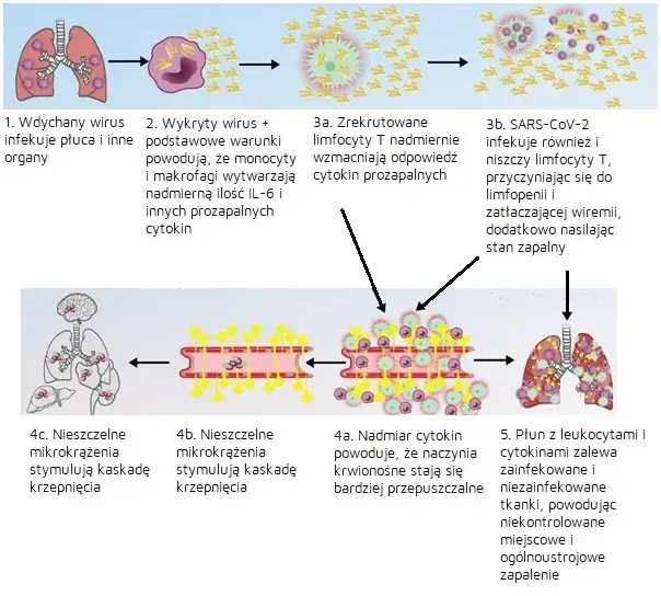 Zdjęcie Burza cytokinowa objawy: Jak rozpoznać niebezpieczne sygnały?