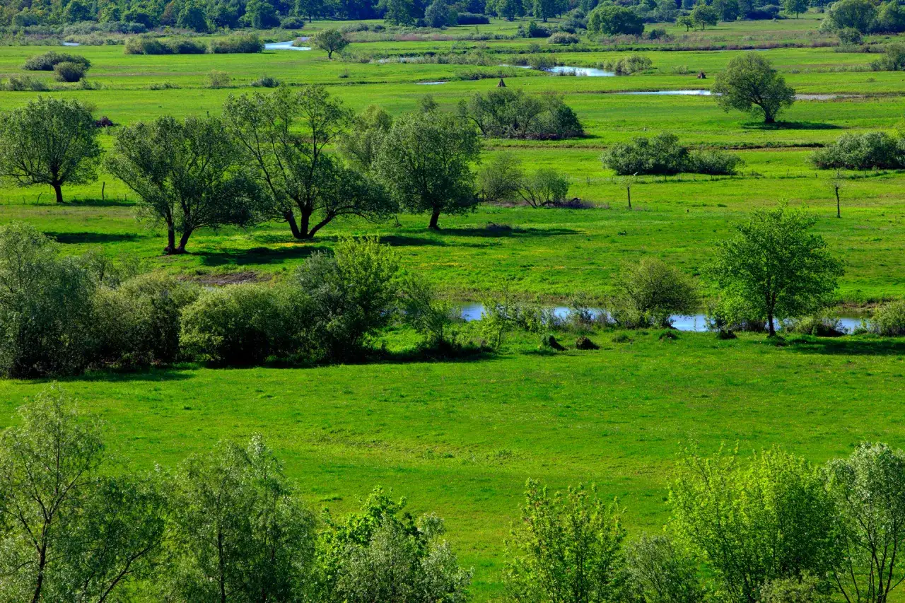 Zdjęcie  Biebrzański Park Narodowy - największy park narodowy w Polsce
