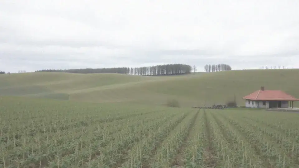 Zdjęcie Co rolnik może wybudować bez pozwolenia? Oto kluczowe informacje