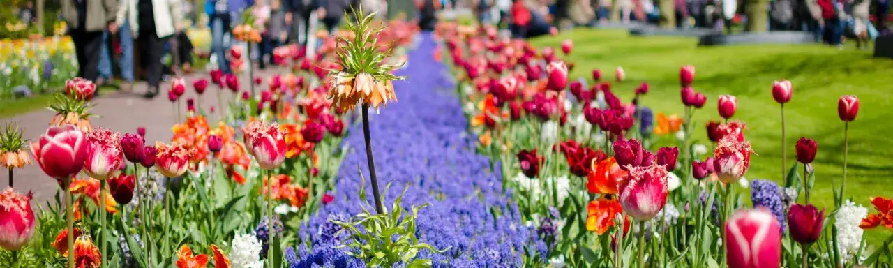 Zdjęcie Keukenhof kiedy najlepiej jechać, aby zobaczyć tulipany w pełnym rozkwicie