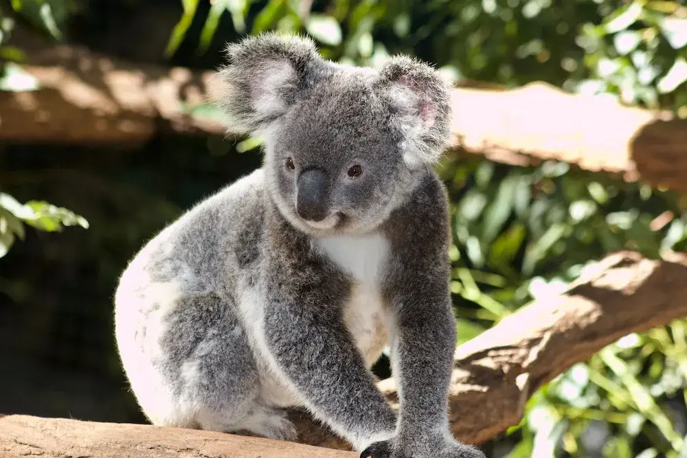 Zdjęcie Czym się żywi koala? Odkryj tajemnice ich diety i żywienia
