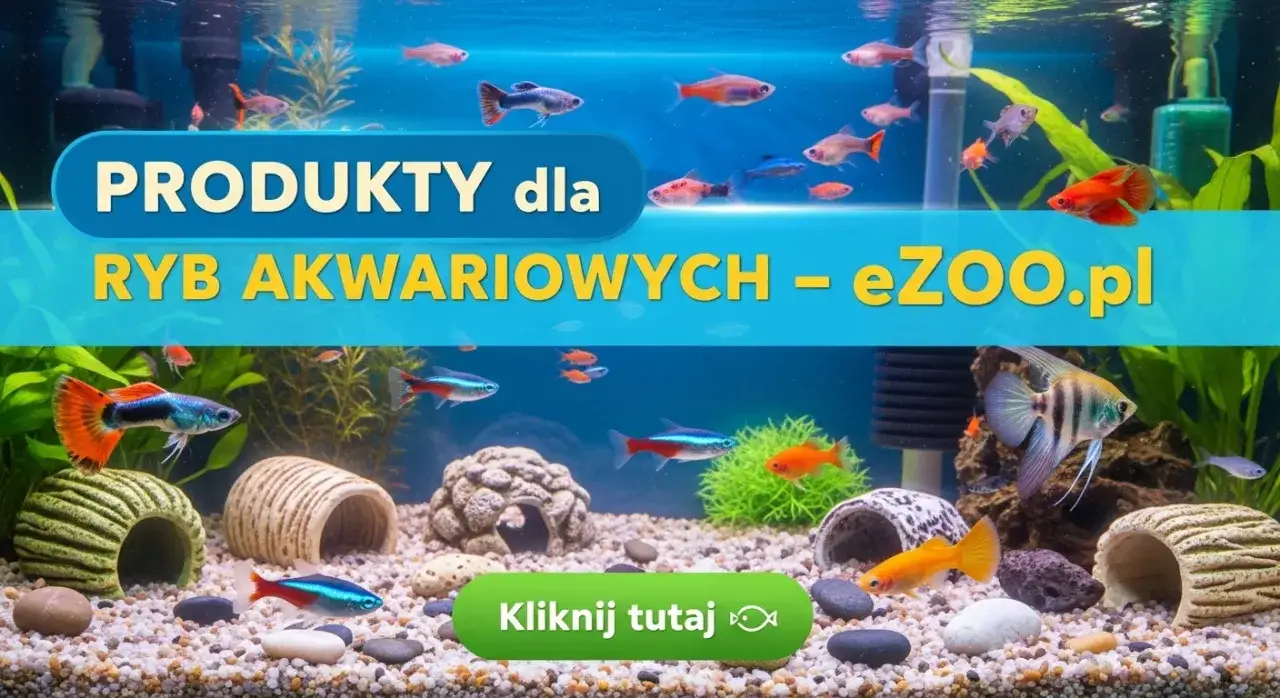 Zdjęcie Jakie rybki do akwarium 60 litrów - uniknij najczęstszych błędów