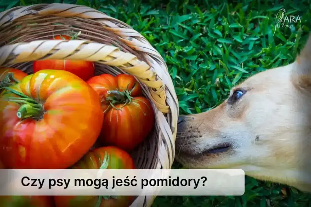 Zdjęcie Czy pies może jeść kocie jedzenie? Dowiedz się, jakie są zagrożenia