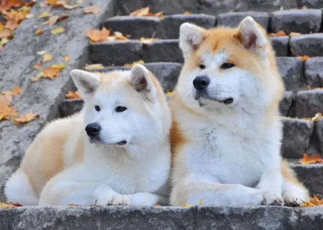 Zdjęcie Akita czy Shiba: Która rasa lepiej pasuje do twojego stylu życia?
