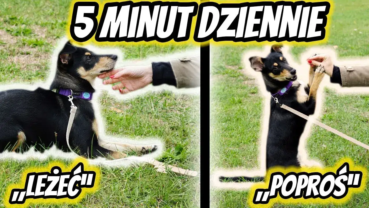 Zdjęcie Jak wytresować szczeniaka: skuteczne metody nauki czystości i podstawowych komend