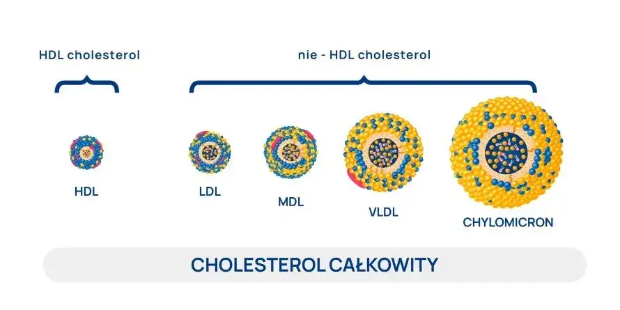 Zdjęcie Norma cholesterolu HDL - poznaj zdrowe wartości i ich znaczenie