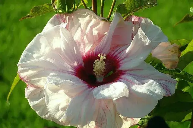 Zdjęcie Hibiskus ogrodowy nie jest jadalny - poznaj prawdę o roślinie