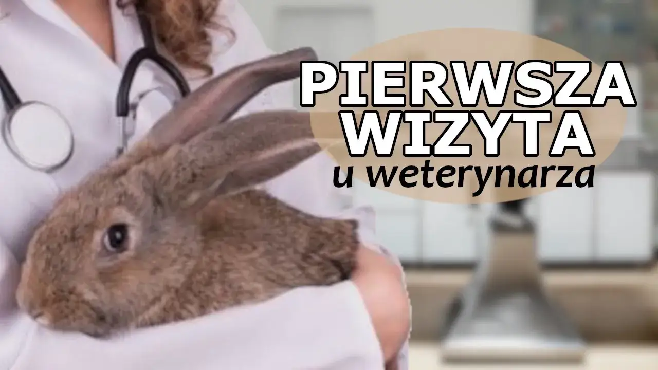 Zdjęcie Czy z królikiem trzeba chodzić do weterynarza? Oto ważne informacje