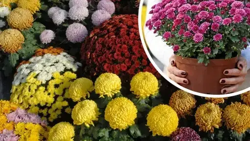 Zdjęcie Jak wyhodować chryzantemy z cmentarza i pielęgnować je z miłością