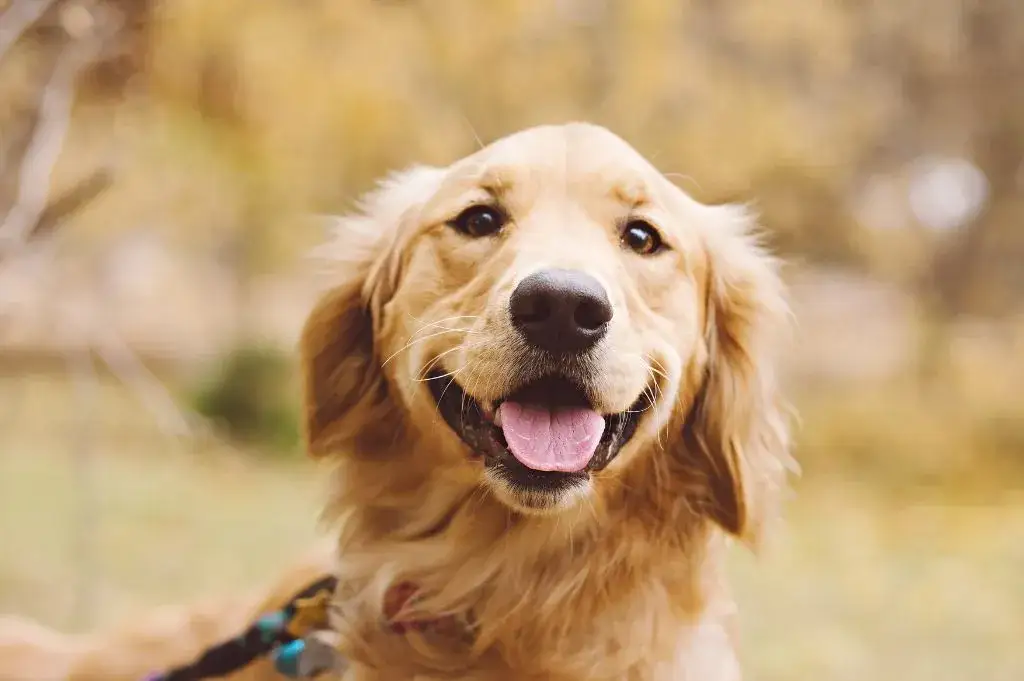 Zdjęcie Czy golden retriever ma włosy czy sierść? Oto prawda o jego futrze