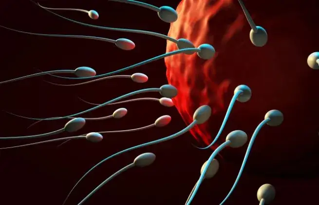 Zdjęcie Kiedy inseminacja ma sens? Zobacz najważniejsze wskazania do zabiegu
