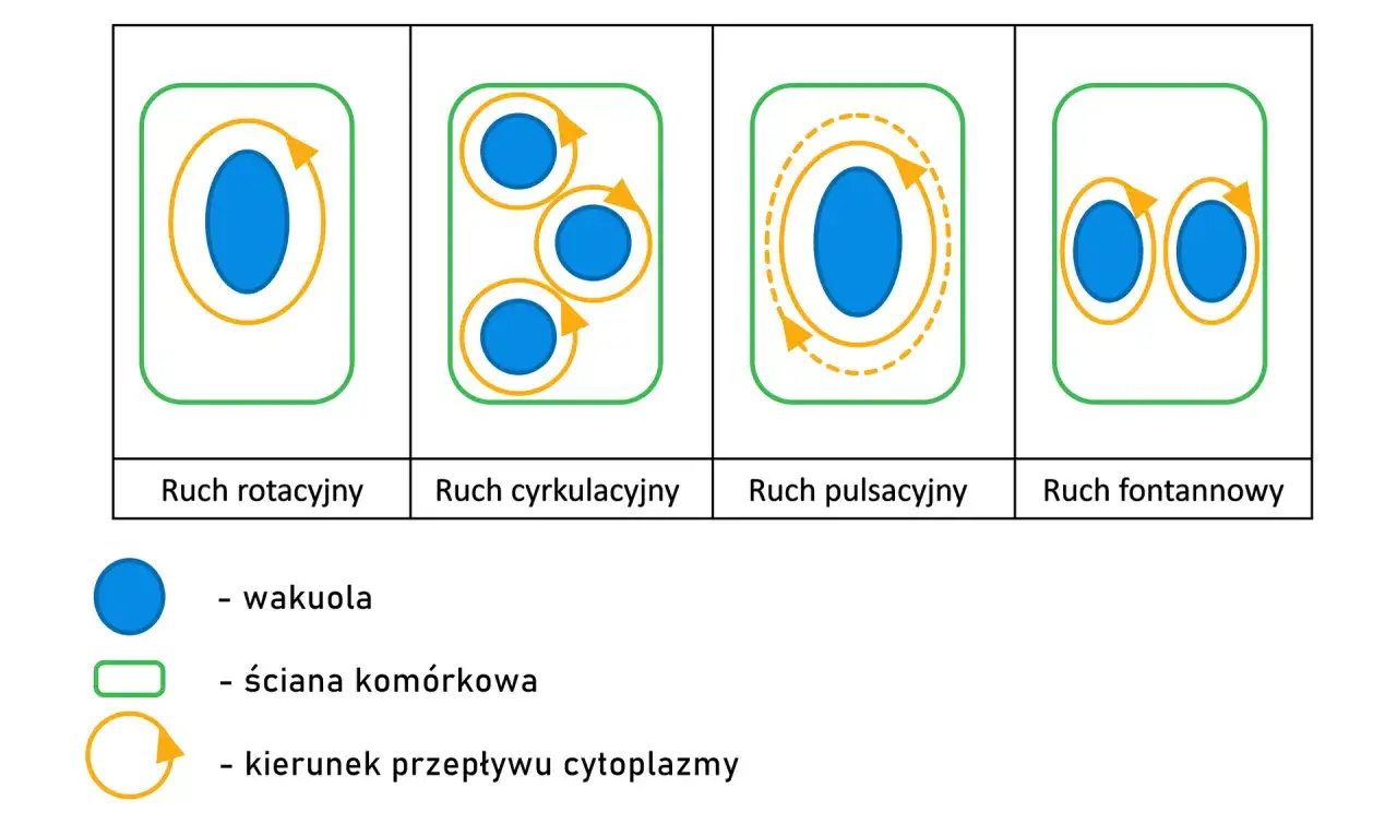 Ilustracja pokazuje różne rodzaje ruchu cytoplazmy w komórce, przypominające ruchy w **koloidzie**: rotacyjny, cyrkulacyjny, pulsacyjny i fontannowy.