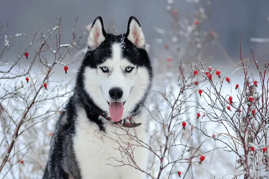 Ile km dziennie powinien chodzić husky, aby uniknąć problemów zdrowotnych?