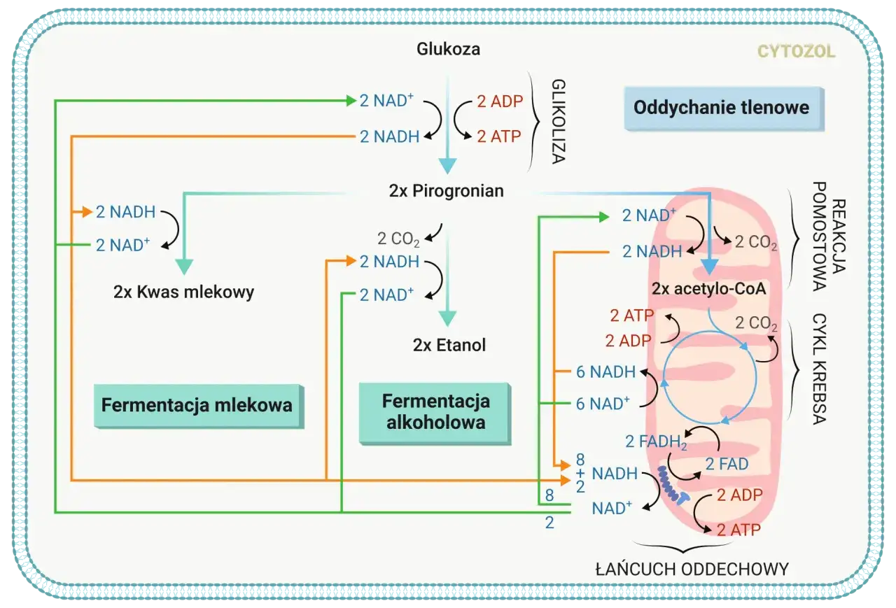 Schemat przedstawia procesy metaboliczne, w tym oddychanie beztlenowe (fermentacja mlekowa i alkoholowa) oraz tlenowe.