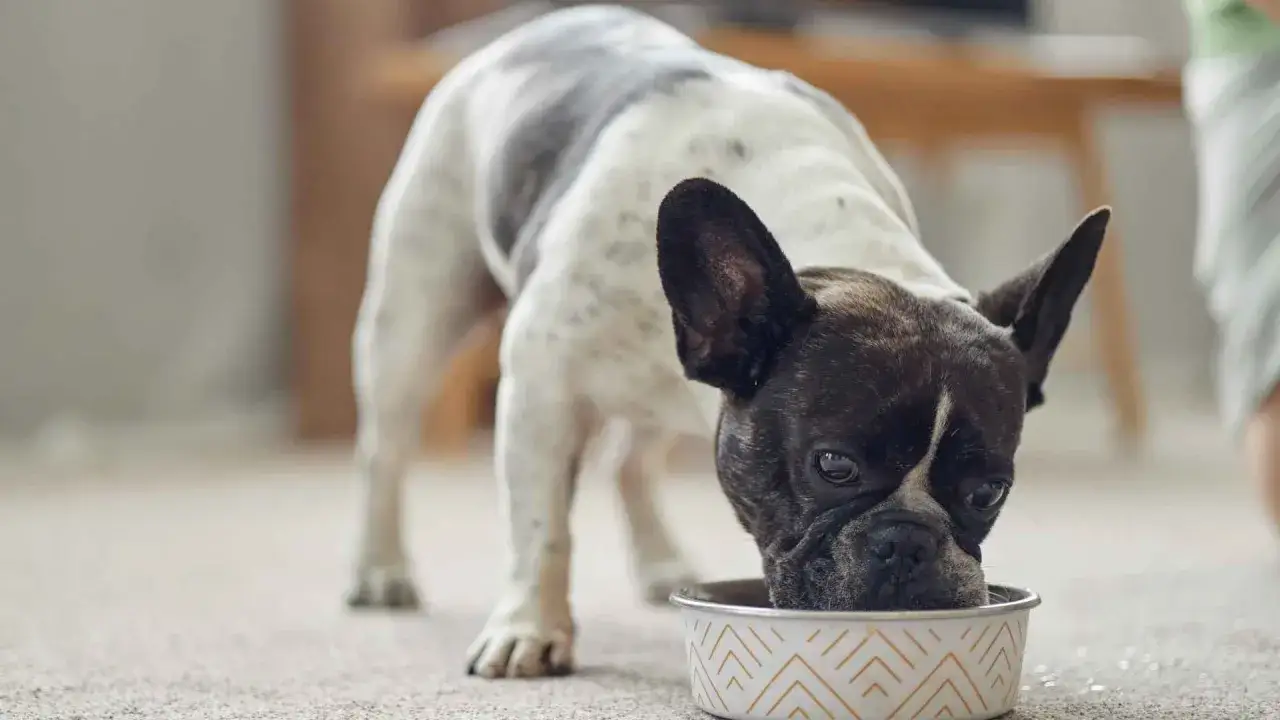 Un bulldog francés blanco y negro disfruta de su alimentación para perros en un cuenco decorado.