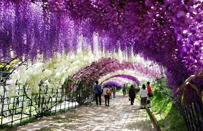 Wisteria: Jaką pergolę wybrać, by nie runęła? Poradnik