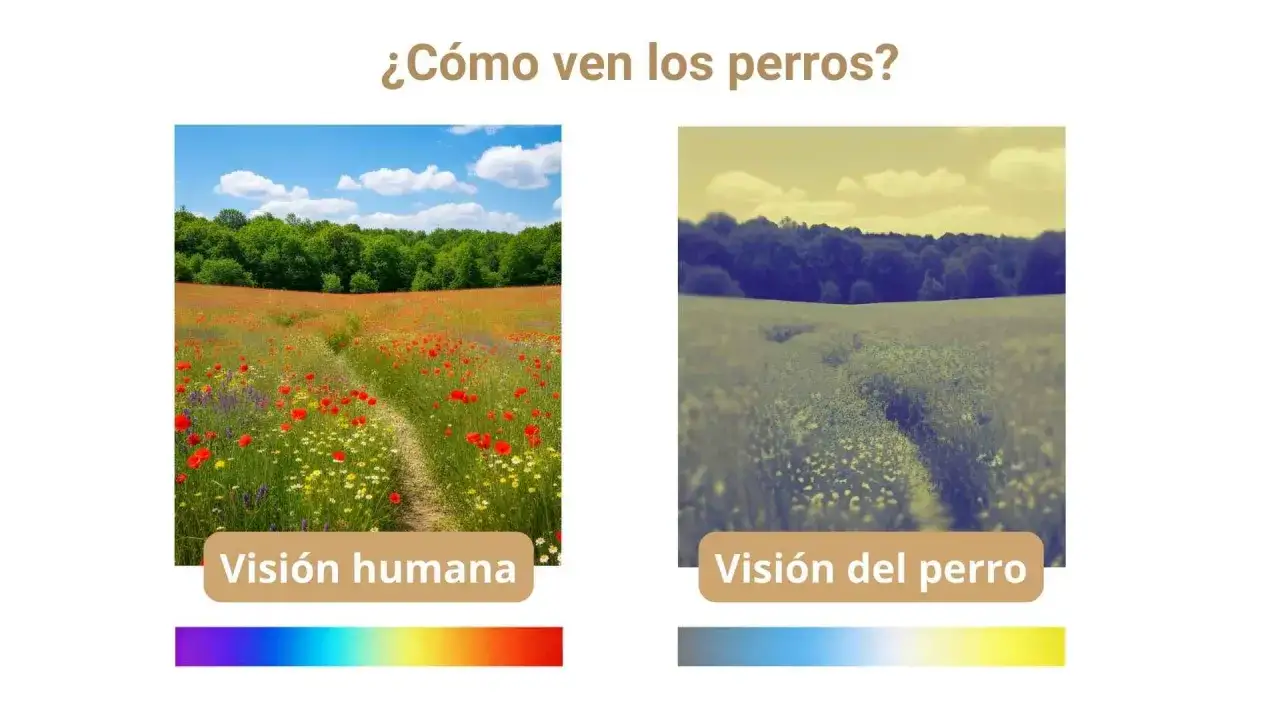Comparación de la visión humana y canina: un campo de amapolas vibrante frente a una vista desaturada, mostrando cómo ven los perros.
