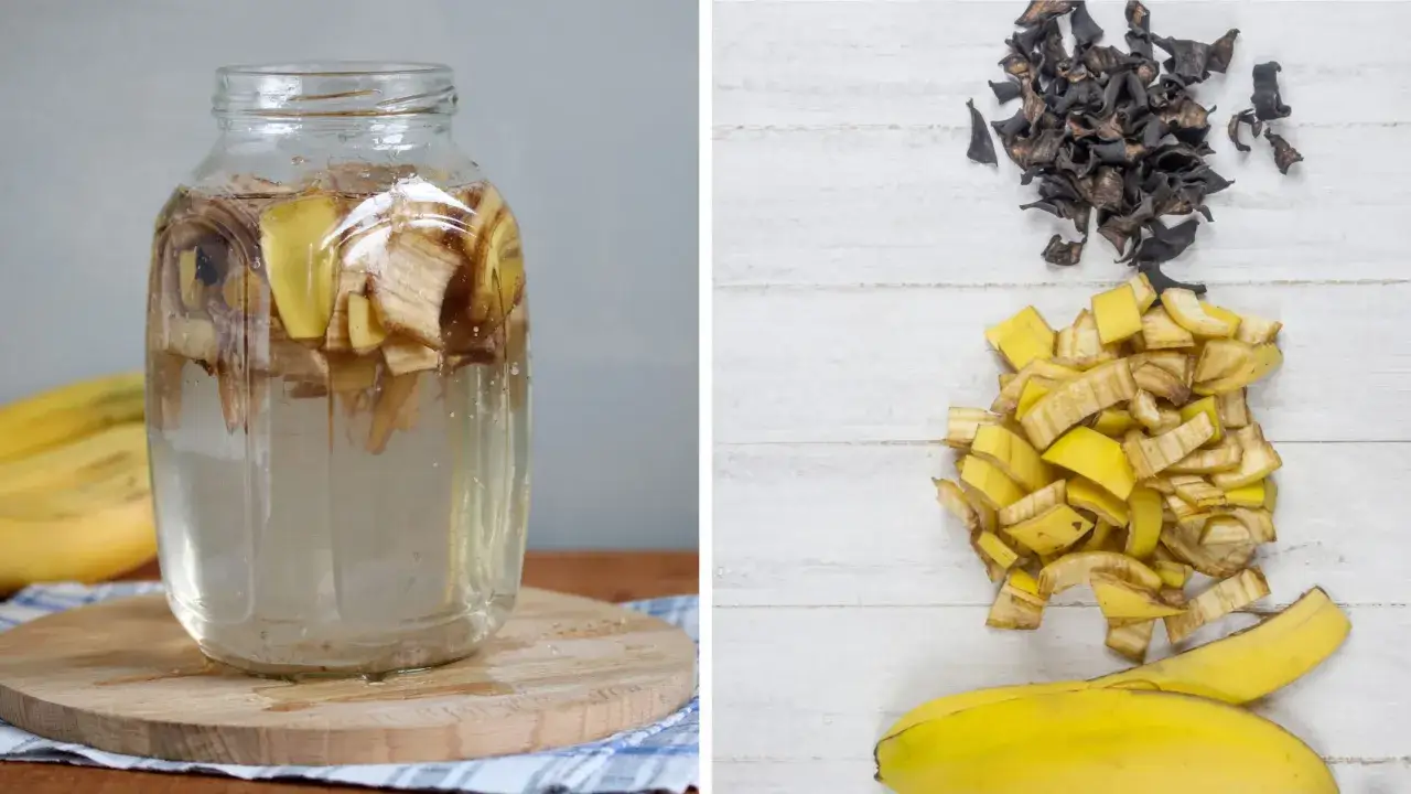 Słoik z wodą i kawałkami banana, obok stosy pokrojonych skórek i wysuszonych resztek – składniki domowego nawozu z banana.