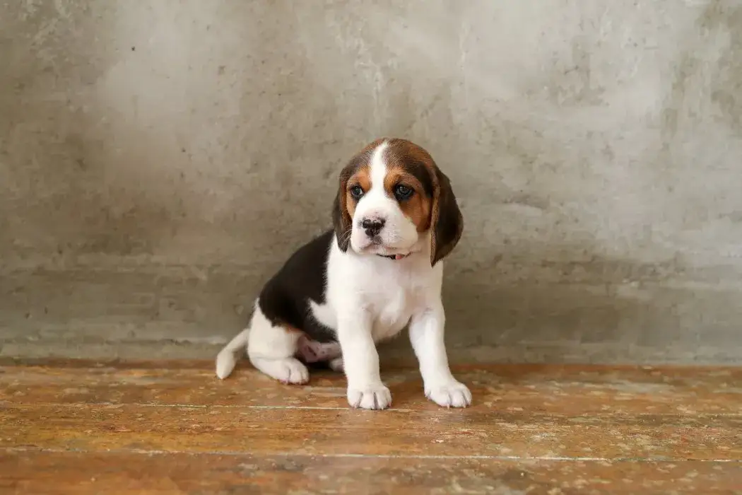 Jak wytresować beagle, aby uniknąć problemów w przyszłości