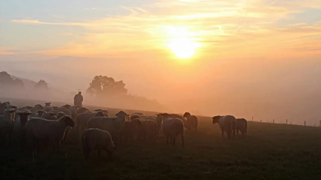 Pasterz prowadzi stado owiec przez mglisty poranek, słońce wschodzi, tworząc ciepłą, złotą poświatę, jak w psalm 72.