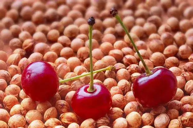 Pestki w wiśniówce: Ryzyko czy smak? Zrób bezpieczną nalewkę!