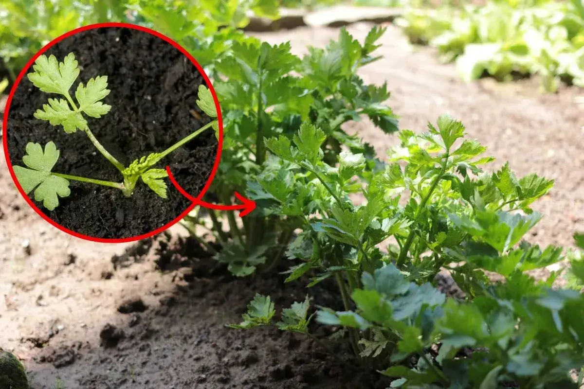 Młode rośliny pietruszki w zbliżeniu, z zaznaczonym na czerwono fragmentem.
