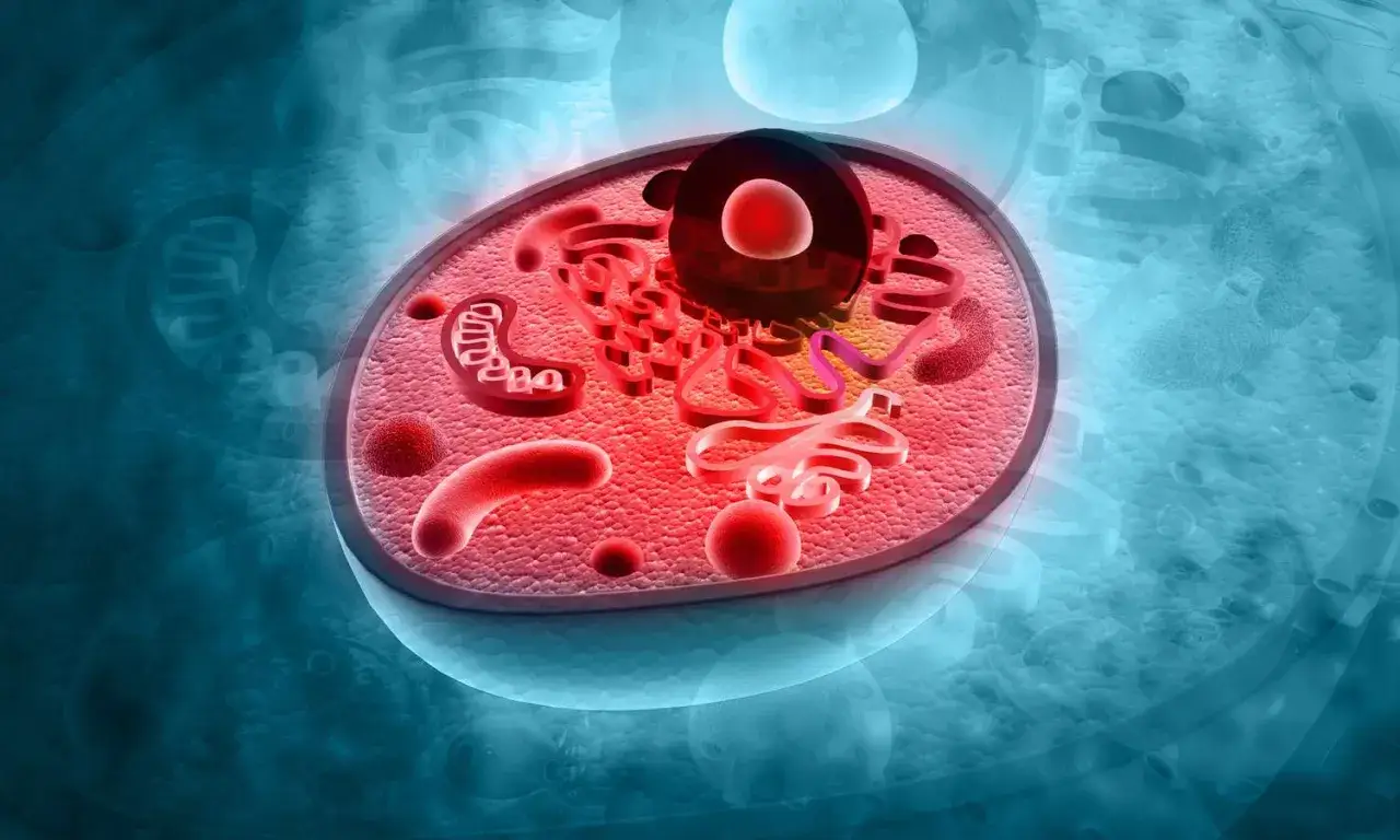 Komórka z jądrem i organellami, gdzie widać mitochondria i siateczkę śródplazmatyczną unoszące się w **cytozolu**.