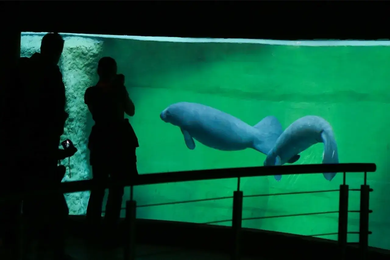 Afrykarium Wrocław: Bilety, ceny, godziny. Jak uniknąć kolejek?