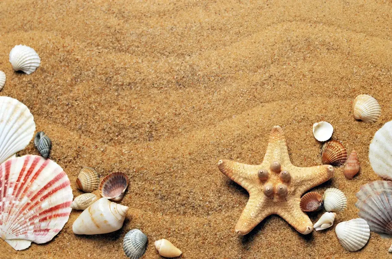Piasek na plaży z muszlami i rozgwiazdą. Zastanawiasz się, ile waży metr sześcienny piachu?