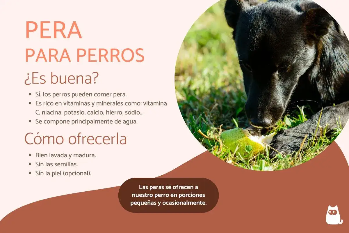 Un perro negro disfruta de un trozo de pera en la hierba. Los perros pueden comer pera, es una fruta saludable para ellos.