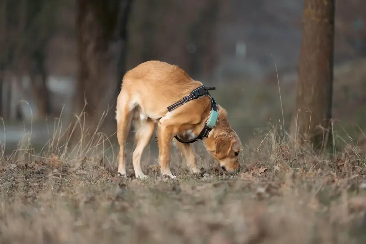 Perro de pelaje dorado olfateando el suelo, con arnés y collar. Parece que los perros machos tienen celo y está explorando el entorno.