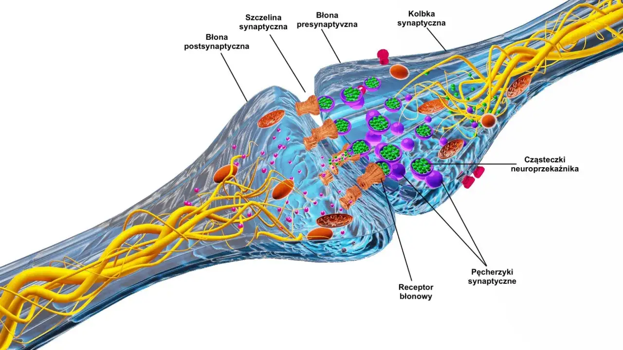 Ilustracja przedstawia synapsę, kluczowy element tkanki nerwowej, z widocznymi pęcherzykami synaptycznymi i cząsteczkami neuroprzekaźnika.